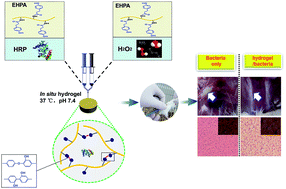 Graphical abstract: Enzymatically crosslinked epsilon-poly-l-lysine hydrogels with inherent antibacterial properties for wound infection prevention