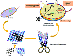 Graphical abstract: Oxidative and membrane stress-mediated antibacterial activity of WS2 and rGO-WS2 nanosheets