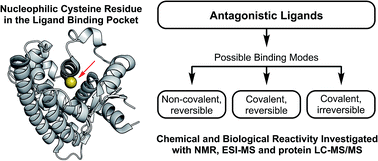 Graphical abstract: Involvement of covalent interactions in the mode of action of PPARβ/δ antagonists