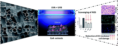 Graphical abstract: Cork extracts reduce UV-mediated DNA fragmentation and cell death