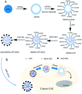 Graphical abstract: A pH-sensitive nanocarrier for co-delivery of doxorubicin and camptothecin to enhance chemotherapeutic efficacy and overcome multidrug resistance in vitro