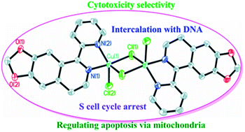 Graphical abstract: Dihydroisoquinoline copper(ii) complexes: crystal structures, cytotoxicity, and action mechanism