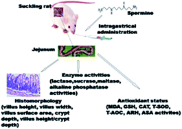 Graphical abstract: Effects of spermine on the morphology, digestive enzyme activities, and antioxidant status of jejunum in suckling rats