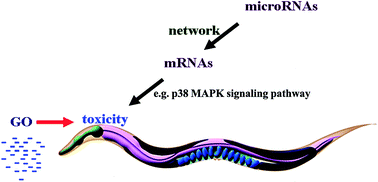 Graphical abstract: A microRNAs–mRNAs network involved in the control of graphene oxide toxicity in Caenorhabditis elegans