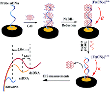 Graphical abstract: A facile and highly sensitive impedimetric DNA biosensor with ultralow background response based on in situ reduced graphene oxide