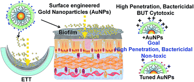 Graphical abstract: Targeting bacterial biofilms via surface engineering of gold nanoparticles