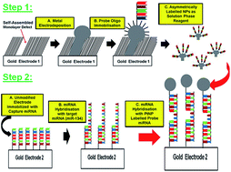 Graphical abstract: Direct, non-amplified detection of microRNA-134 in plasma from epilepsy patients