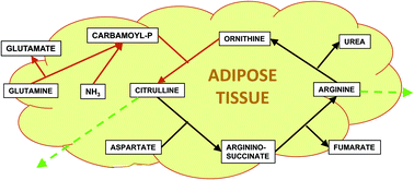Graphical abstract: The urea cycle of rat white adipose tissue