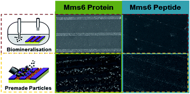 Graphical abstract: Using a biomimetic membrane surface experiment to investigate the activity of the magnetite biomineralisation protein Mms6