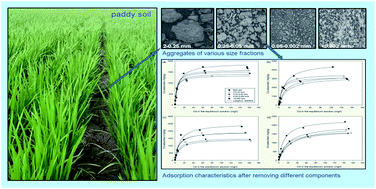 Graphical abstract: Influence of removal of organic matter and iron and manganese oxides on cadmium adsorption by red paddy soil aggregates