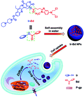 Graphical abstract: Self-delivery nanoparticles from an amphiphilic covalent drug couple of irinotecan and bendamustine for cancer combination chemotherapy