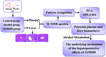 Graphical abstract: Metabolomics approach to identify therapeutically potential biomarkers of the Zhi-Zi-Da-Huang decoction effect on the hepatoprotective mechanism