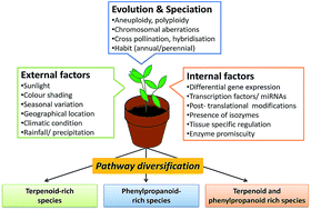 Graphical abstract: Towards comprehension of complex chemical evolution and diversification of terpene and phenylpropanoid pathways in Ocimum species