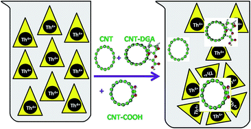 Graphical abstract: Unanticipated favoured adsorption affinity of Th(iv) ions towards bidentate carboxylate functionalized carbon nanotubes (CNT–COOH) over tridentate diglycolamic acid functionalized CNT: density functional theoretical investigation