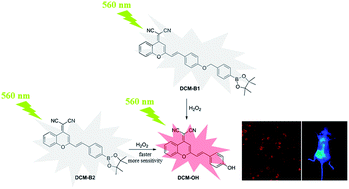 Graphical abstract: A novel colorimetric and near-infrared fluorescent probe for hydrogen peroxide imaging in vitro and in vivo