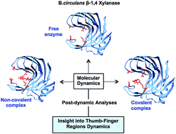 Graphical abstract: Dynamics of the thumb-finger regions in a GH11 xylanase Bacillus circulans: comparison between the Michaelis and covalent intermediate