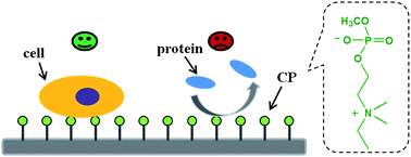 Graphical abstract: A zwitterionic surface with general cell-adhesive and protein-resistant properties
