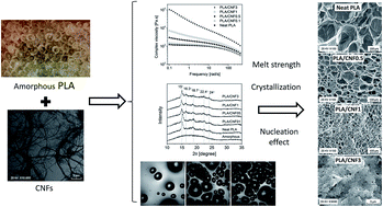 Graphical abstract: Rheology, thermal properties, and foaming behavior of high d-content polylactic acid/cellulose nanofiber composites