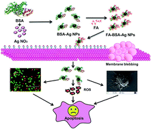 Graphical abstract: Tumor-targeted folate-decorated albumin-stabilised silver nanoparticles induce apoptosis at low concentration in human breast cancer cells