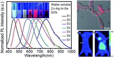 Graphical abstract: Water-soluble Zn–Ag–In–Se quantum dots with bright and widely tunable emission for biomedical optical imaging