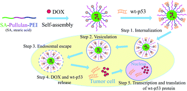 Graphical abstract: New bifunctional-pullulan-based micelles with good biocompatibility for efficient co-delivery of cancer-suppressing p53 gene and doxorubicin to cancer cells