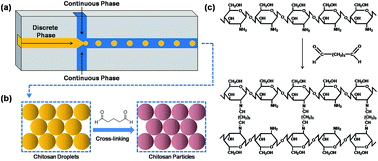 Graphical abstract: Microfluidic synthesis of high-performance monodispersed chitosan microparticles for methyl orange adsorption