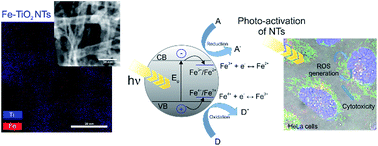 Graphical abstract: Tuning the photodynamic efficiency of TiO2 nanotubes against HeLa cancer cells by Fe-doping