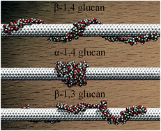 Graphical abstract: Why do the structural properties of complexes formed by glucans and carbon nanotubes differ so much?