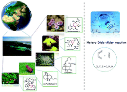 Graphical abstract: Recent applications of the hetero Diels–Alder reaction in the total synthesis of natural products