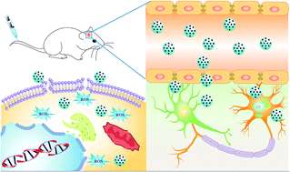 Graphical abstract: Implications for blood-brain-barrier permeability, in vitro oxidative stress and neurotoxicity potential induced by mesoporous silica nanoparticles: effects of surface modification
