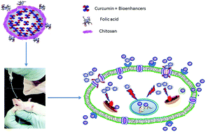 Graphical abstract: Design of folic acid conjugated chitosan nano-cur–bioenhancers to attenuate the hormone-refractory metastatic prostate carcinoma by augmenting oral bioavailability