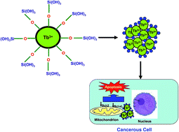Graphical abstract: Design, synthesis and in vitro evaluation of anticancer and antibacterial potential of surface modified Tb(OH)3@SiO2 core–shell nanoparticles