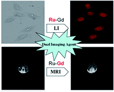 Graphical abstract: A novel heterobimetallic Ru(ii)–Gd(iii) complex-based magnetoluminescent agent for MR and luminescence imaging