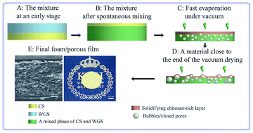 Graphical abstract: A novel chitosan/wheat gluten biofoam fabricated by spontaneous mixing and vacuum-drying