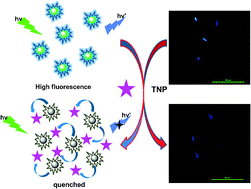 Graphical abstract: P-doped carbon dots act as a nanosensor for trace 2,4,6-trinitrophenol detection and a fluorescent reagent for biological imaging
