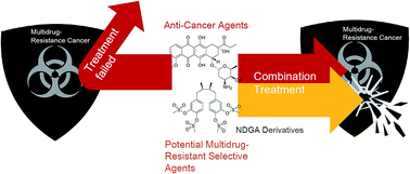 Graphical abstract: Development of nordihydroguaiaretic acid derivatives as potential multidrug-resistant selective agents for cancer treatment