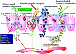 Graphical abstract: Quercetin in anti-diabetic research and strategies for improved quercetin bioavailability using polymer-based carriers – a review