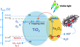 Graphical abstract: Innovative photocatalyst (FeOx–TiO2): transients induced by femtosecond laser pulse leading to bacterial inactivation under visible light