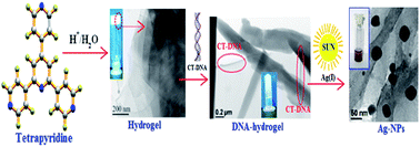 Graphical abstract: A supramolecular hydrogel for generation of a benign DNA-hydrogel