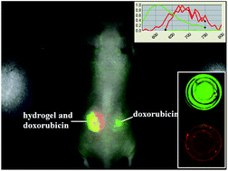 Graphical abstract: Protoporphyrin incorporated alginate hydrogel: preparation, characterization and fluorescence imaging in vivo