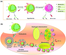 Graphical abstract: The mitochondria-targeted and IR780-regulated theranosomes for imaging and enhanced photodynamic/photothermal therapy