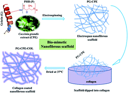 Graphical abstract: Fabrication and characterization of a collagen coated electrospun poly(3-hydroxybutyric acid)–gelatin nanofibrous scaffold as a soft bio-mimetic material for skin tissue engineering applications