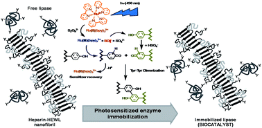 Graphical abstract: Towards efficient biocatalysts: photo-immobilization of a lipase on novel lysozyme amyloid-like nanofibrils