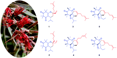 Graphical abstract: Calliviminones C–H: six new hetero- and carbon-Diels–Alder adducts with unusual skeletons from the fruits of Callistemon viminalis
