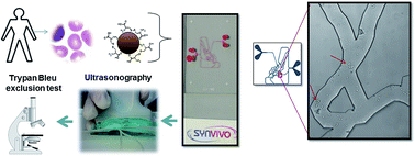 Graphical abstract: Immune compatible cystine-functionalized superparamagnetic iron oxide nanoparticles as vascular contrast agents in ultrasonography