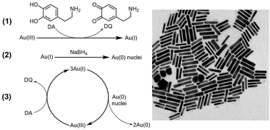 Graphical abstract: Seedless synthesis of gold nanorods using dopamine as a reducing agent
