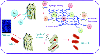 Graphical abstract: Macroporous three-dimensional graphene oxide foams for dye adsorption and antibacterial applications