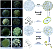 Graphical abstract: A comprehensive comparison of bacterial and fungal aerobic granules: formation, properties, surface modification, and biosorption of metals