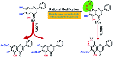 Graphical abstract: C-8 Mannich base derivatives of baicalein display improved glucuronidation stability: exploring the mechanism by experimentation and theoretical calculations