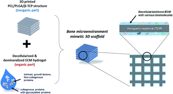 Graphical abstract: Systemically replicated organic and inorganic bony microenvironment for new bone formation generated by a 3D printing technology